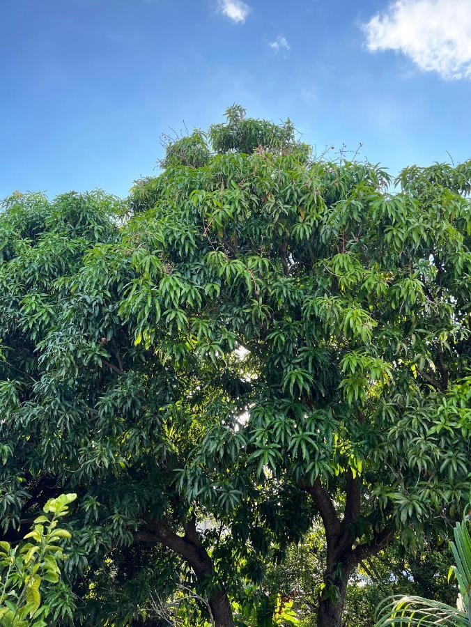 Bajo Las Hojas Campeche Exterior foto